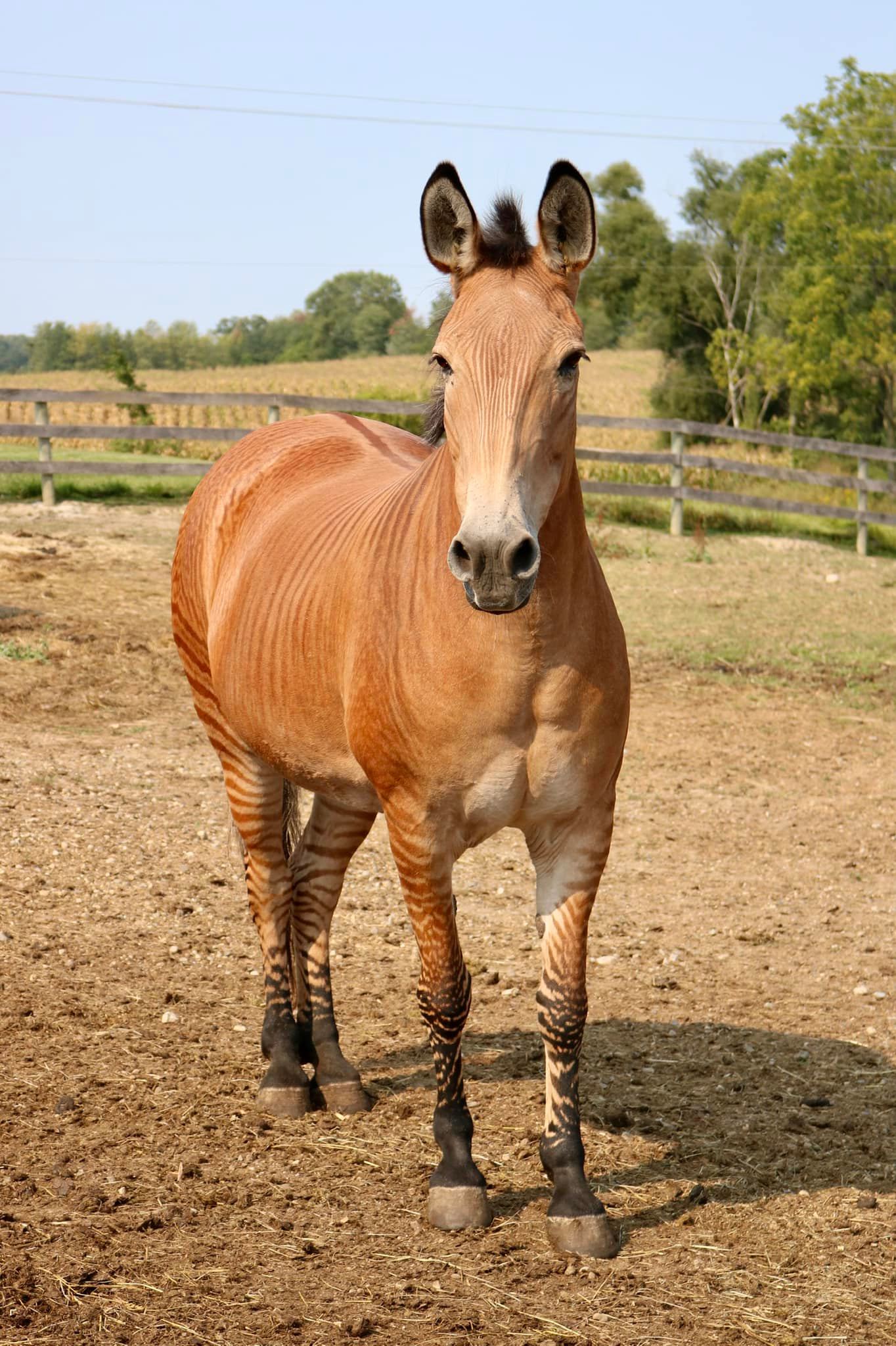 Zelda The Zorse